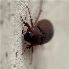 Sericesthis nigrolineata (Dusky pasture scarab) at Russell, ACT - 28 Nov 2024 by Hejor1