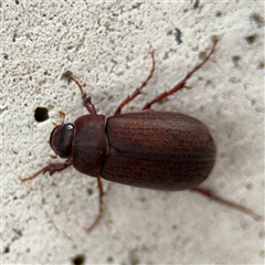 Sericesthis nigrolineata at Russell, ACT - 28 Nov 2024 01:15 PM