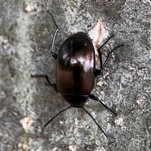 Chalcopteroides sp. (genus) at Parkes, ACT - 28 Nov 2024