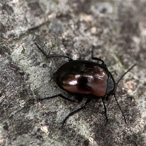 Chalcopteroides sp. (genus) at Parkes, ACT - 28 Nov 2024