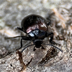 Chalcopteroides sp. (genus) at Parkes, ACT - 28 Nov 2024 12:45 PM