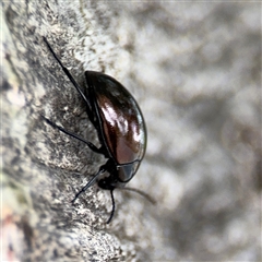 Chalcopteroides sp. (genus) at Parkes, ACT - 28 Nov 2024 12:45 PM