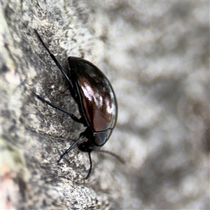 Chalcopteroides sp. (genus) at Parkes, ACT - 28 Nov 2024