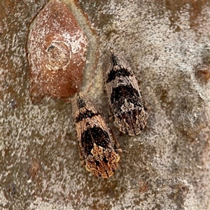 Stenocotis depressa (Leafhopper) at Parkes, ACT by Hejor1