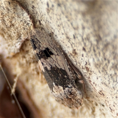 Stenocotis depressa at Parkes, ACT - 28 Nov 2024