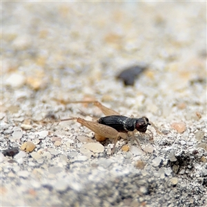 Trigonidiinae sp. (subfamily) at Russell, ACT - 28 Nov 2024