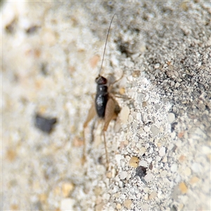 Trigonidiinae sp. (subfamily) at Russell, ACT - 28 Nov 2024