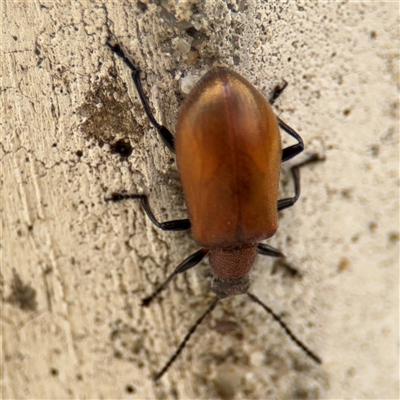 Ecnolagria grandis (Honeybrown beetle) at Barton, ACT - 28 Nov 2024 by Hejor1