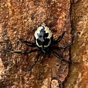 Euryopis splendens (Splendid tick spider) at Russell, ACT by Hejor1