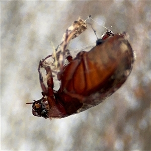 Scarabaeidae (family) at Russell, ACT - 28 Nov 2024 12:58 PM