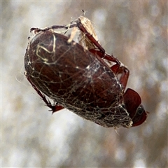 Scarabaeidae (family) at Russell, ACT - 28 Nov 2024