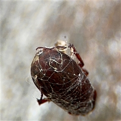 Scarabaeidae (family) at Russell, ACT - 28 Nov 2024 12:58 PM