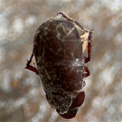 Scarabaeidae (family) at Russell, ACT - 28 Nov 2024 12:58 PM