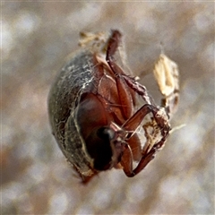 Scarabaeidae (family) at Russell, ACT - 28 Nov 2024