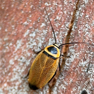 Ellipsidion australe (Austral Ellipsidion cockroach) at Russell, ACT by Hejor1