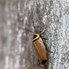 Ellipsidion australe at Russell, ACT - 28 Nov 2024 12:59 PM