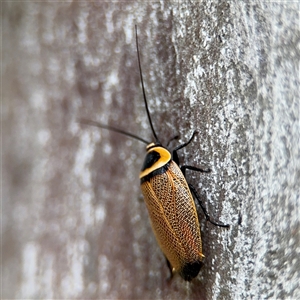 Ellipsidion australe at Russell, ACT - 28 Nov 2024