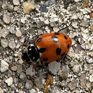 Hippodamia variegata at Russell, ACT - 28 Nov 2024 01:00 PM