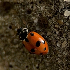 Hippodamia variegata at Russell, ACT - 28 Nov 2024 01:00 PM