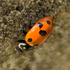 Hippodamia variegata at Russell, ACT - 28 Nov 2024 01:00 PM