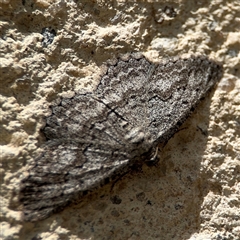 Psilosticha absorpta (Fine-waved Bark Moth) at Barton, ACT - 28 Nov 2024 by Hejor1