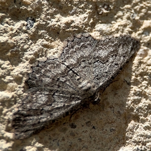 Psilosticha absorpta (Fine-waved Bark Moth) at Barton, ACT by Hejor1