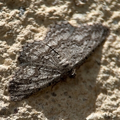 Psilosticha absorpta at Barton, ACT - 28 Nov 2024 01:08 PM