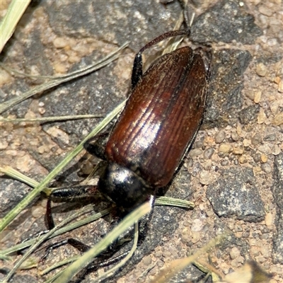 Homotrysis cisteloides (Darkling beetle) at Barton, ACT - 28 Nov 2024 by Hejor1