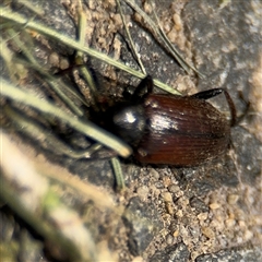 Homotrysis cisteloides at Barton, ACT - 28 Nov 2024