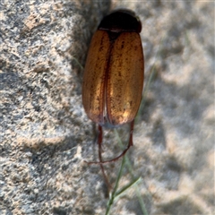 Sericesthis geminata (Pruinose scarab) at Barton, ACT - 28 Nov 2024 by Hejor1