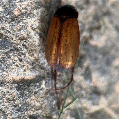 Sericesthis geminata (Pruinose scarab) at Barton, ACT - 28 Nov 2024 by Hejor1