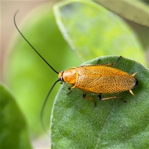 Ellipsidion humerale at Russell, ACT - 28 Nov 2024