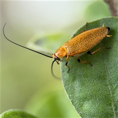 Ellipsidion humerale at Russell, ACT - 28 Nov 2024