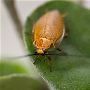 Ellipsidion humerale at Russell, ACT - 28 Nov 2024