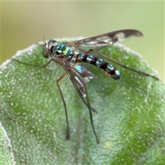 Dolichopodidae (family) (Unidentified Long-legged fly) at Russell, ACT - 28 Nov 2024 by Hejor1