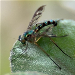 Dolichopodidae (family) at Russell, ACT - 28 Nov 2024 01:18 PM