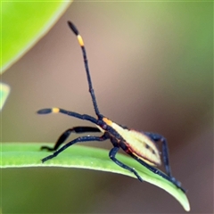 Amorbus sp. (genus) at Russell, ACT - 28 Nov 2024