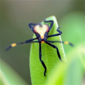 Amorbus sp. (genus) at Russell, ACT - 28 Nov 2024