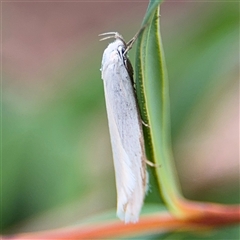 Zacorus carus (White Wingia) at Russell, ACT - 28 Nov 2024 by Hejor1