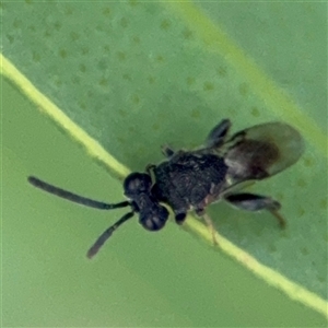 Chalcididae (family) (Unidentified chalcid wasp) at Russell, ACT by Hejor1