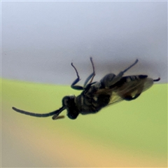 Chalcididae (family) at Russell, ACT - 28 Nov 2024 01:27 PM