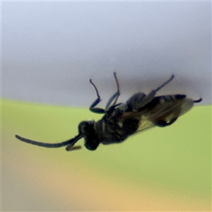 Chalcididae (family) at Russell, ACT - 28 Nov 2024 01:27 PM