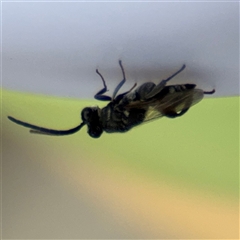 Chalcididae (family) at Russell, ACT - 28 Nov 2024 01:27 PM