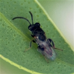 Chalcididae (family) at Russell, ACT - 28 Nov 2024