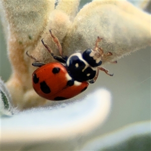 Hippodamia variegata at Russell, ACT - 28 Nov 2024