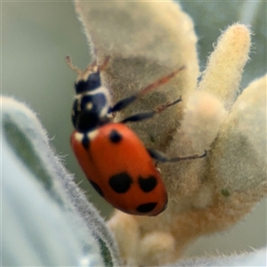 Hippodamia variegata at Russell, ACT - 28 Nov 2024