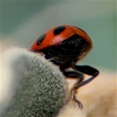 Hippodamia variegata at Russell, ACT - 28 Nov 2024