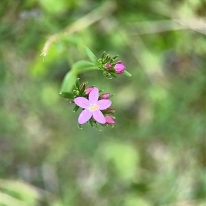 Centaurium sp. at Russell, ACT - 28 Nov 2024