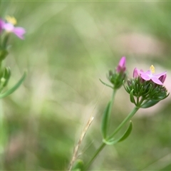 Centaurium sp. at Russell, ACT - 28 Nov 2024 01:29 PM