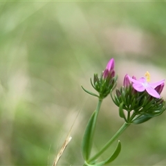 Centaurium sp. at Russell, ACT - 28 Nov 2024 01:29 PM